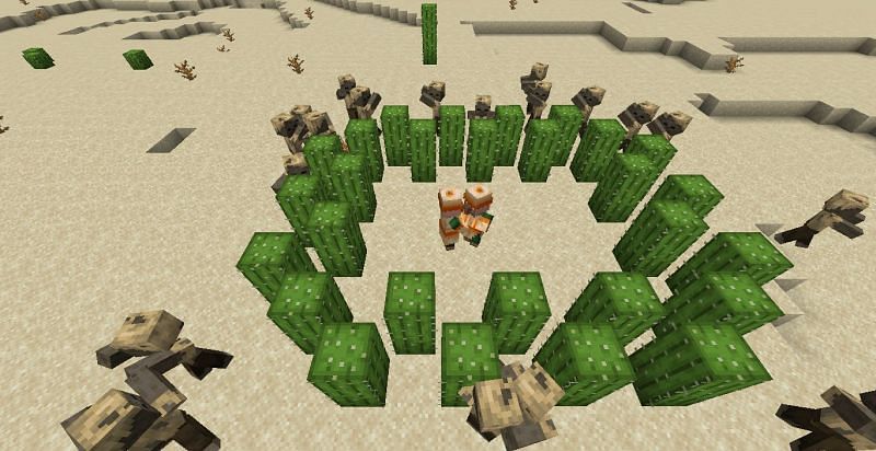 Top 5 des utilisations de Cactus dans Minecraft 6 Image via Minecraft